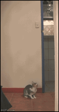 gifs_06.gif