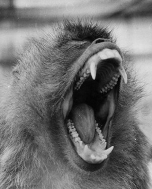 screaming-monkey.jpg