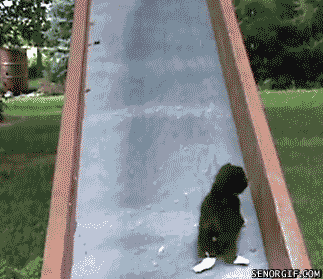 kitten-slide.gif