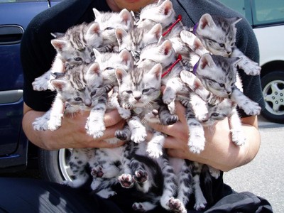 Caturday_festival.jpg