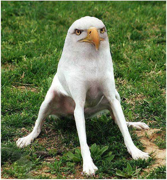 eagledog.jpg