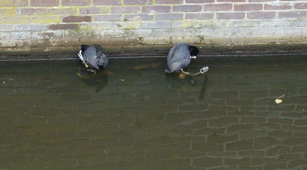 Meerkoeten.JPG