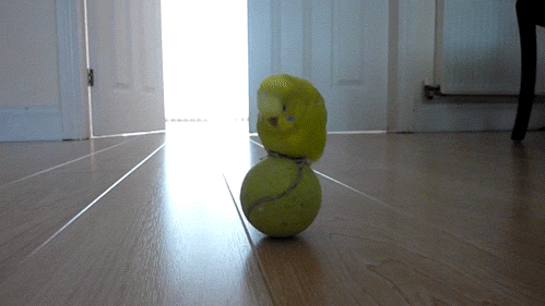 gifs_20.gif