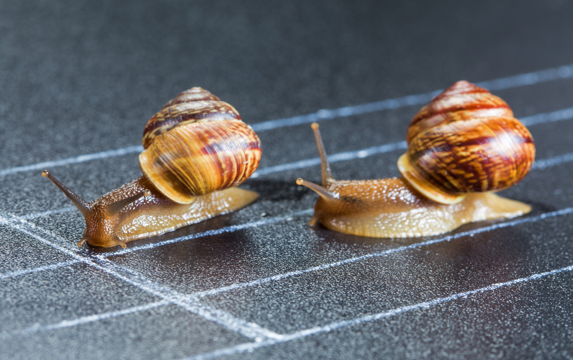 26-snail-race_Laures_Getty-Images.jpg