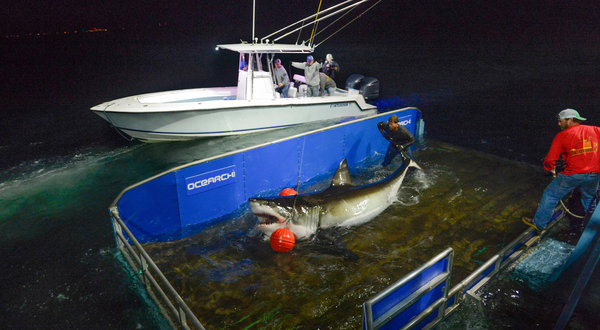 SHARK-1-articleLarge.jpg