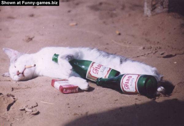 drunk-cat.jpg