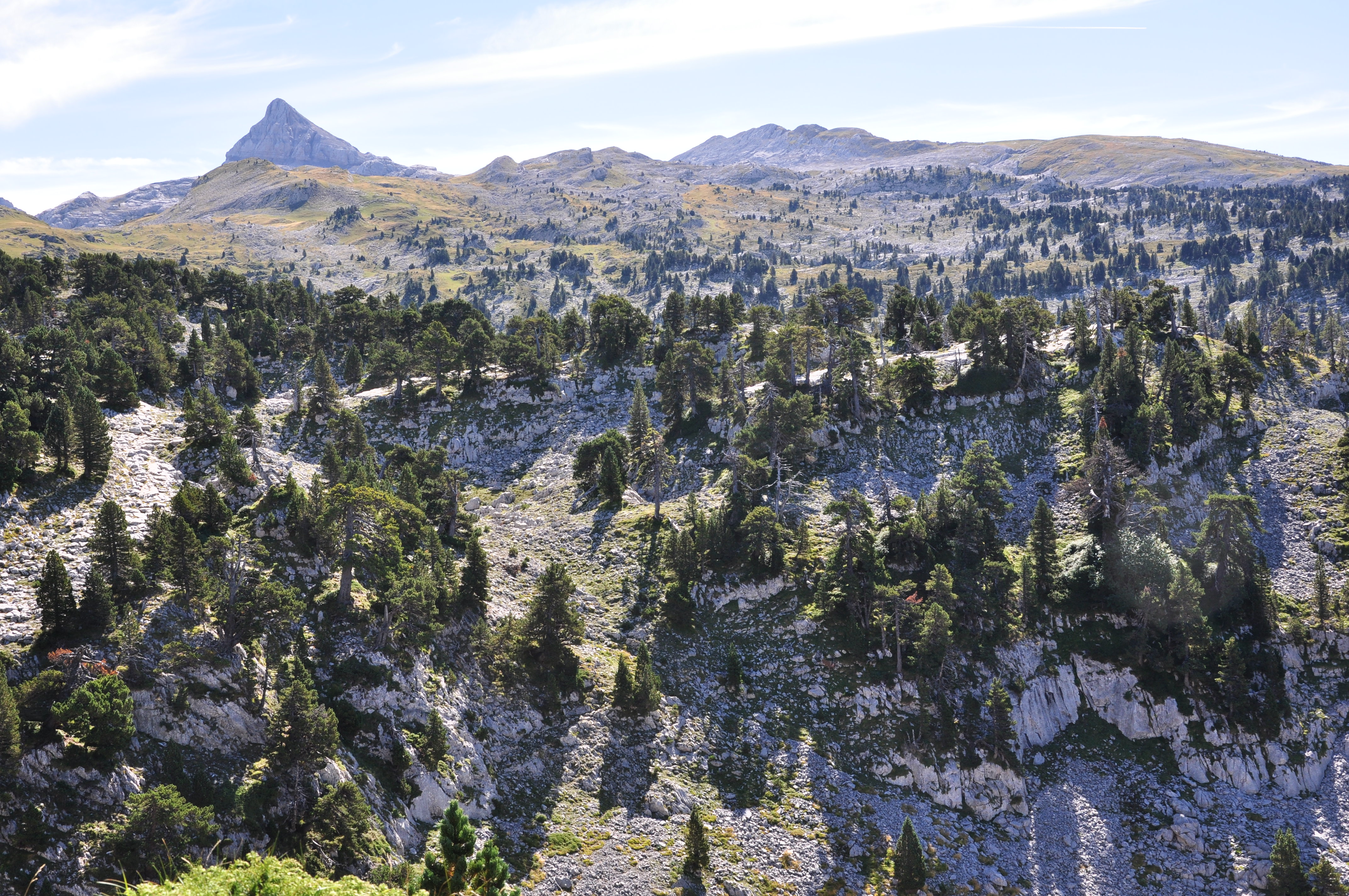 Pino_negro_sobre_el_Karst_de_Larra.JPG