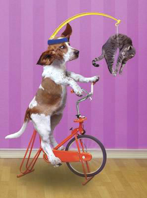 dogbike.jpg