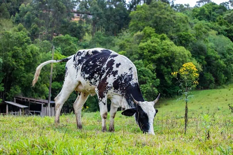 girolando-cow-breed-in-the-open-air-pasture-inside-the-farm_difgomez_Shutterstock.webp