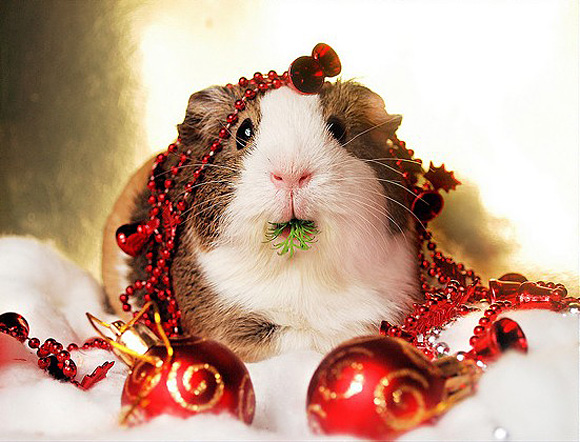 Guinea-Pig-in-lights.jpg