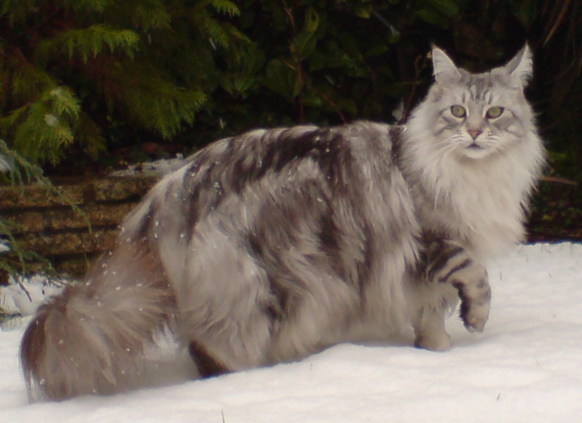 MaineCoonSilverTabby.jpg