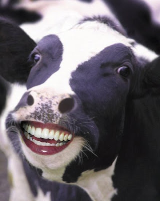 Happy_Cow_Large.jpg