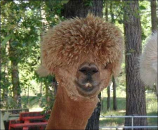 Funny+Llama1.jpg