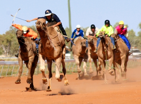 camel+races.jpg