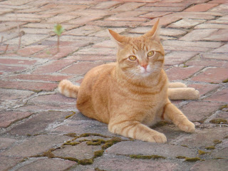 DSC00148.JPG