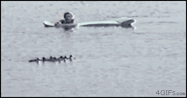 Here-birdy.gif