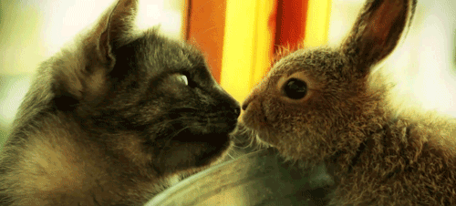 gifs_03.gif