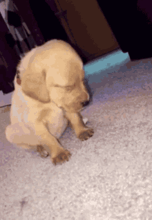 go-to-sleep-puppy.gif