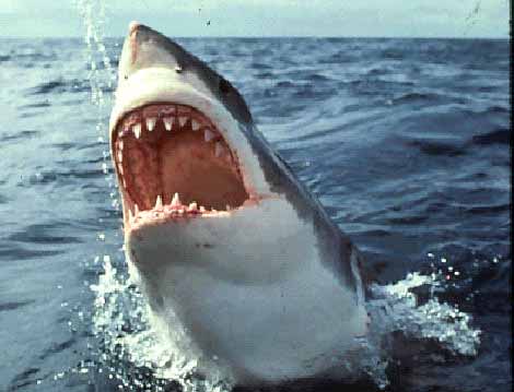 shark.jpg