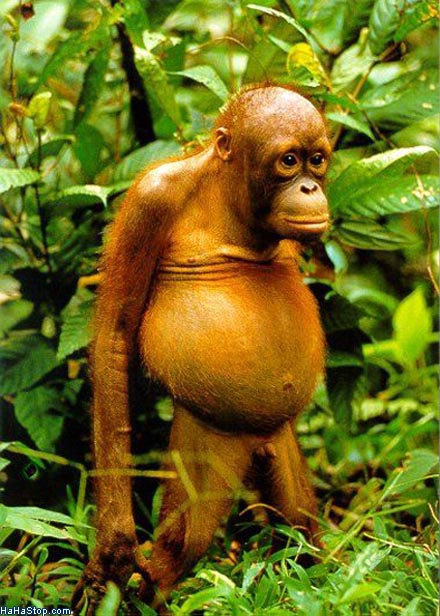 fat_monkey.jpg