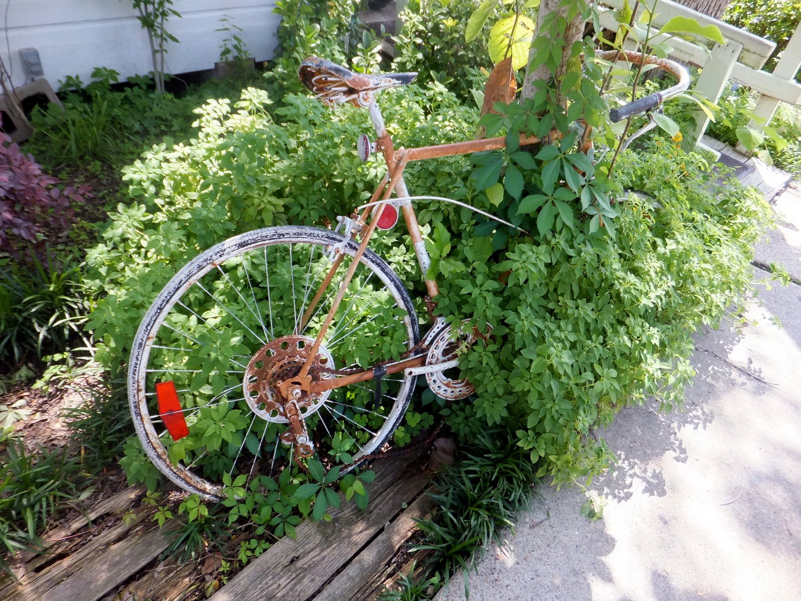 DSCF0511.JPG