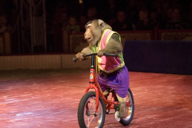 aap_in_fel_pakje_op_een_fiets.jpg