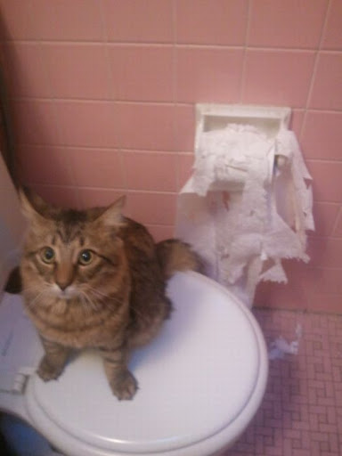 cats_61.jpg