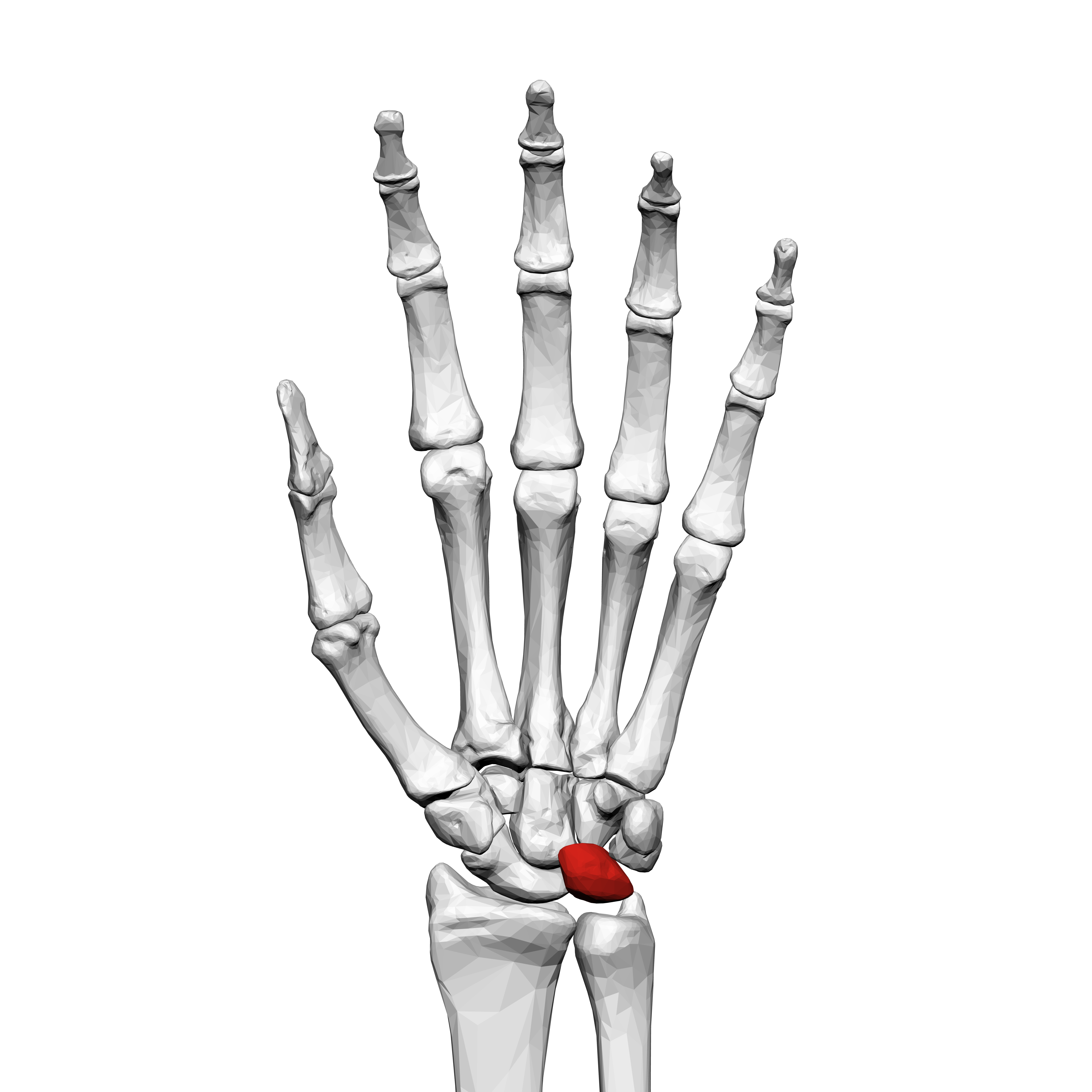 Lunate_bone_%28left_hand%29_01_palmar_view.png