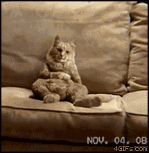 funny-dancing-cat.gif