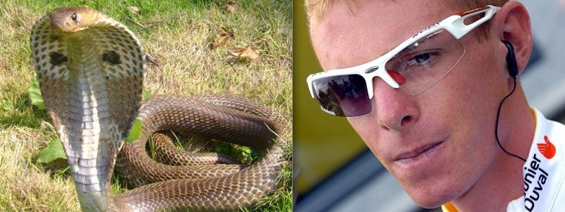 cobras.jpg