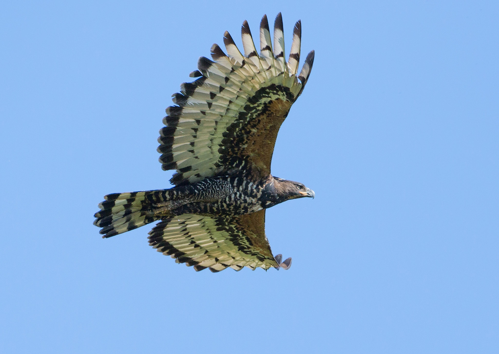 crowned-eagle.jpg