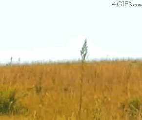 gifs_03.gif