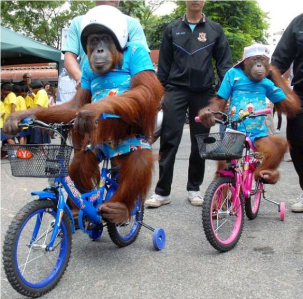 monos-bicicleta.jpg