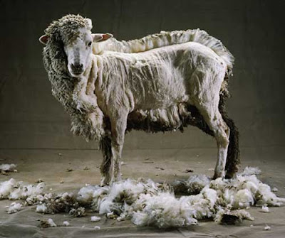 half-shorn+sheep.jpg