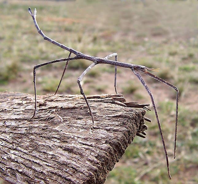 stick_insect8.jpg