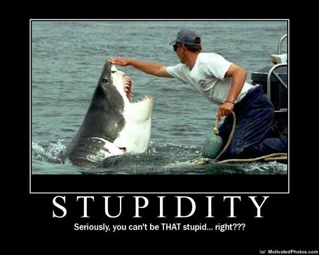 stupidity_medium.jpg