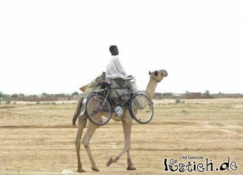 23219-kamel-mit-fahrrad.jpg