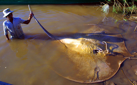 ats56698_4dead_stingray.jpg