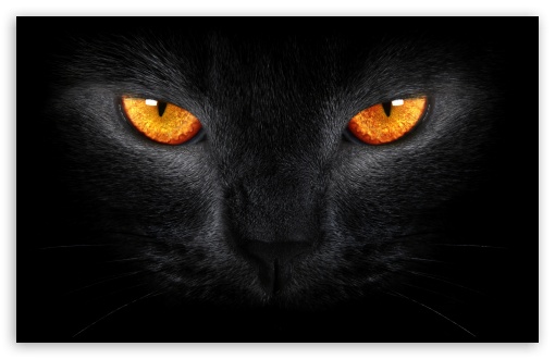 black_cat_5-t2.jpg