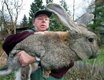 largest-rabbit-alive-unbelievable-548116_400_306.jpg