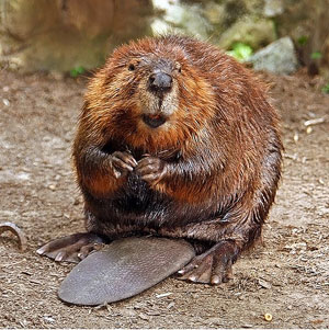2009-03-18-beaver.jpg