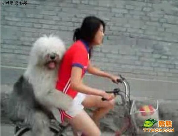 dog_bicycle_01.jpg