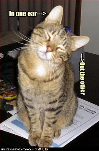 funny-pictures-cat-is-not-listening.jpg
