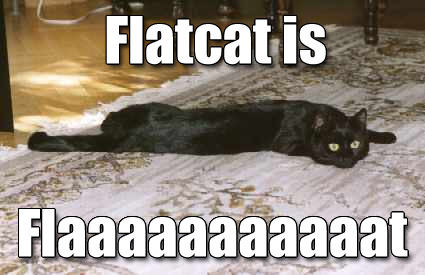 090725-flat-cat.jpg