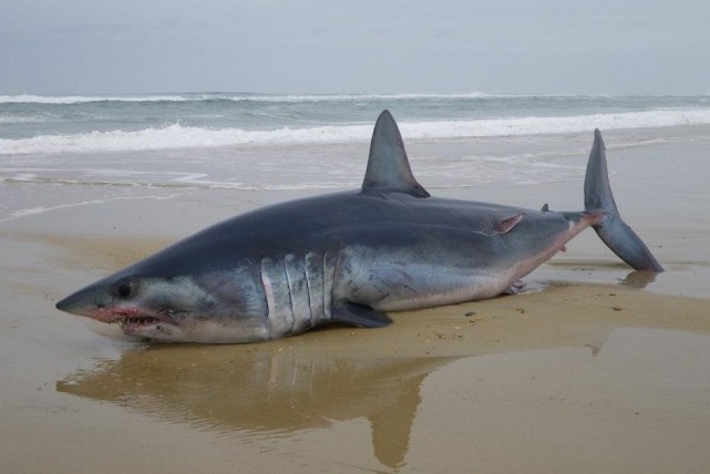 mako-shark-france-jan2012_a.jpg