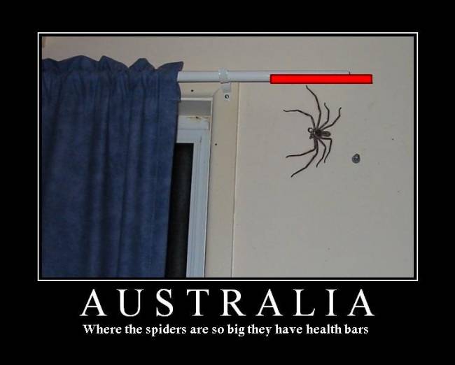 australia-spider-big.jpg