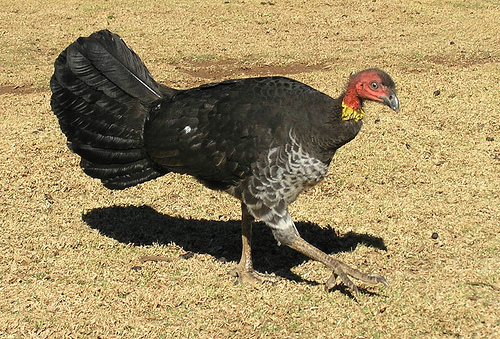 Australian_Brush_turkey.jpg