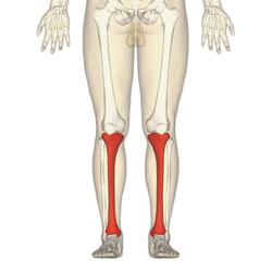 250px-Tibia_-_frontal_view.png