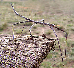 300px-Ctenomorpha_chronus02.jpg