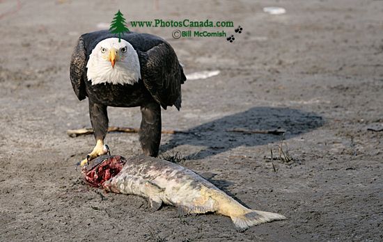 squamish_eagle_eating_salmon_002.jpg